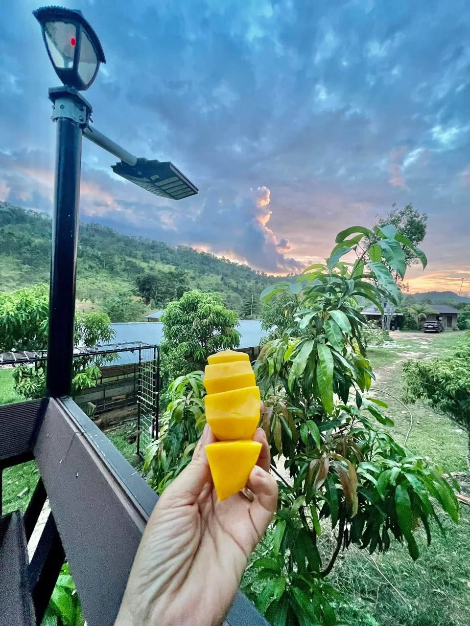 Fresh mango at sunset