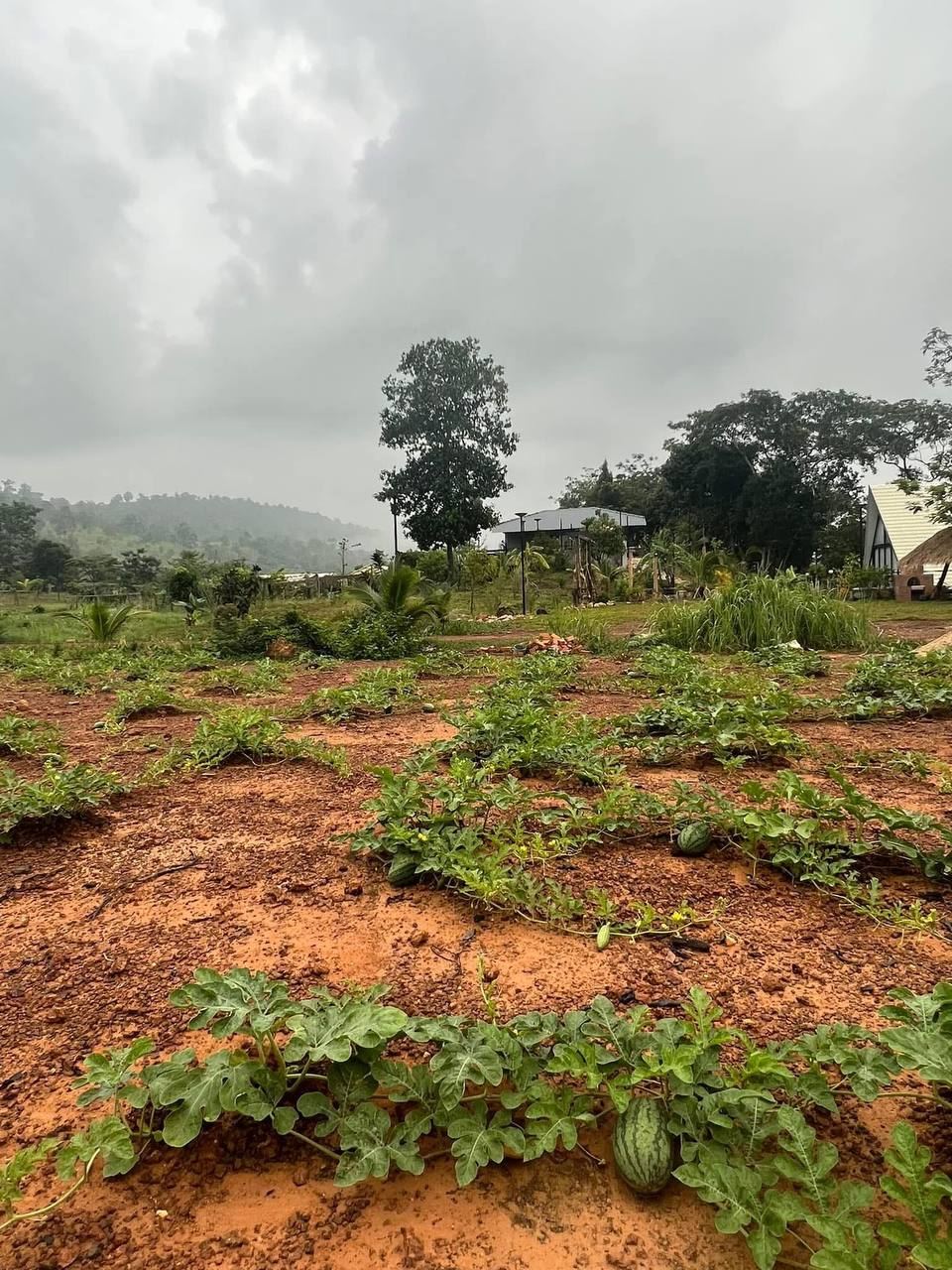 Watermelon field on the property