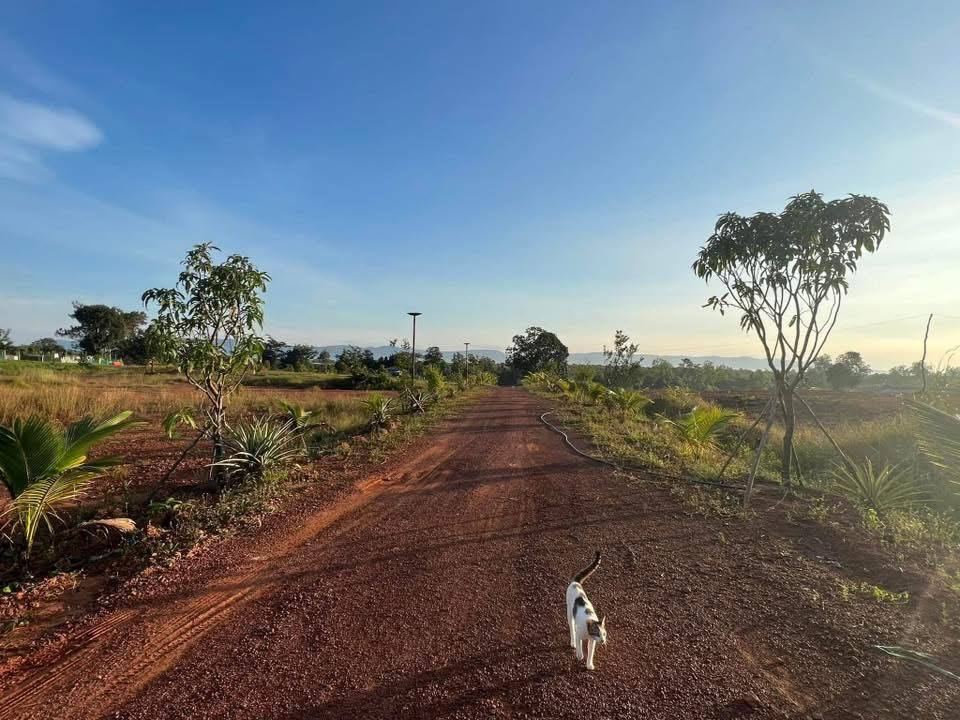 Morning on the country path