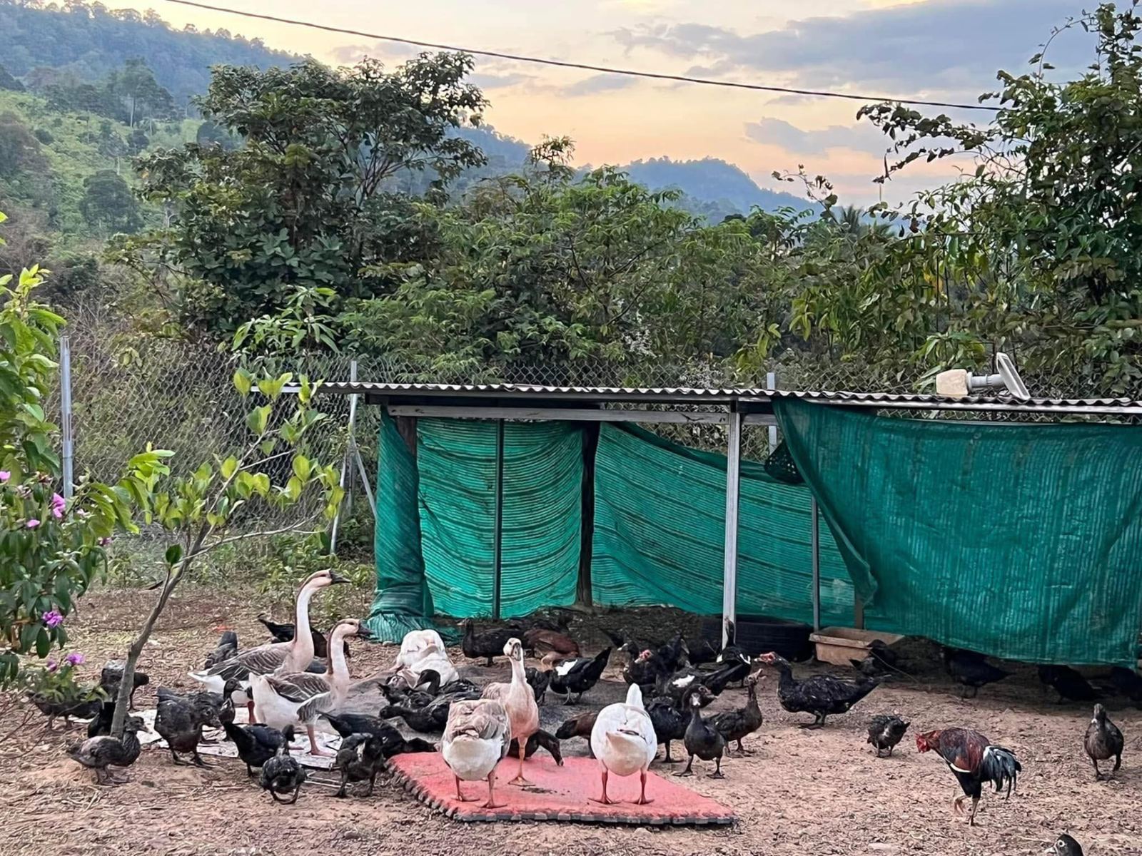 Ducks and chickens on the grounds
