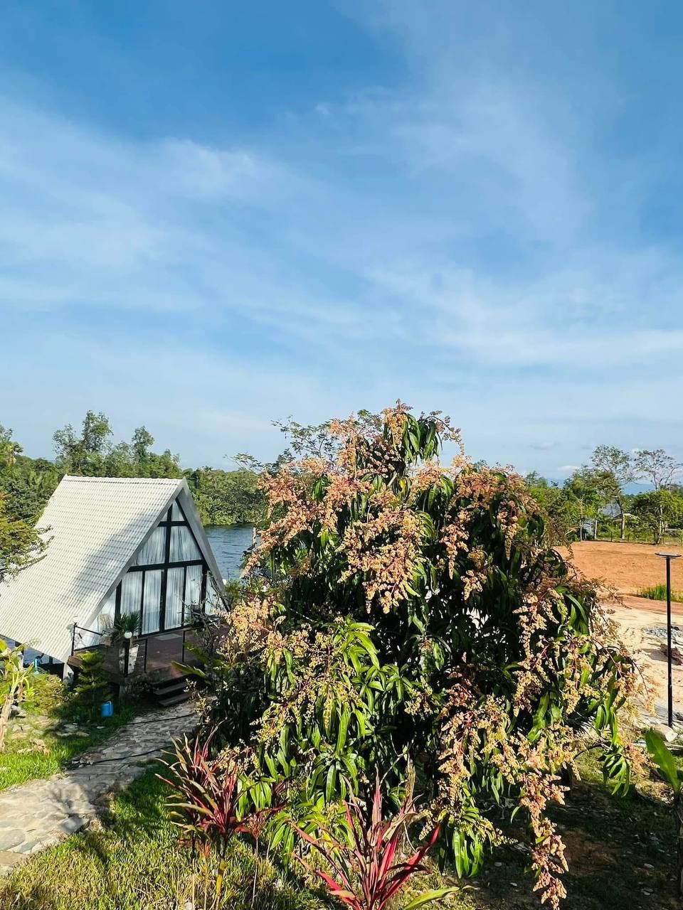 A-Frame house by the mango tree