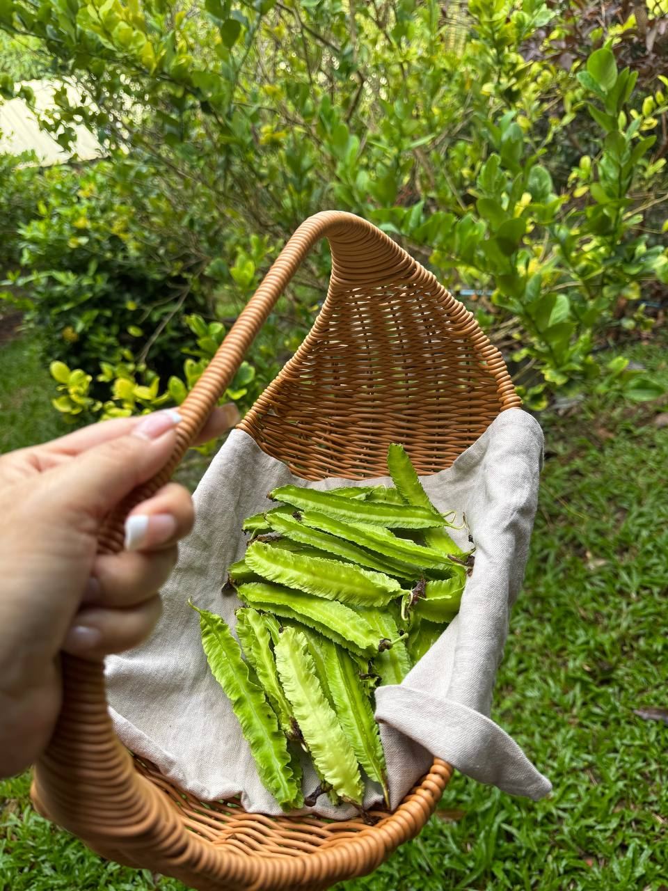 Winged beans picked from the garden