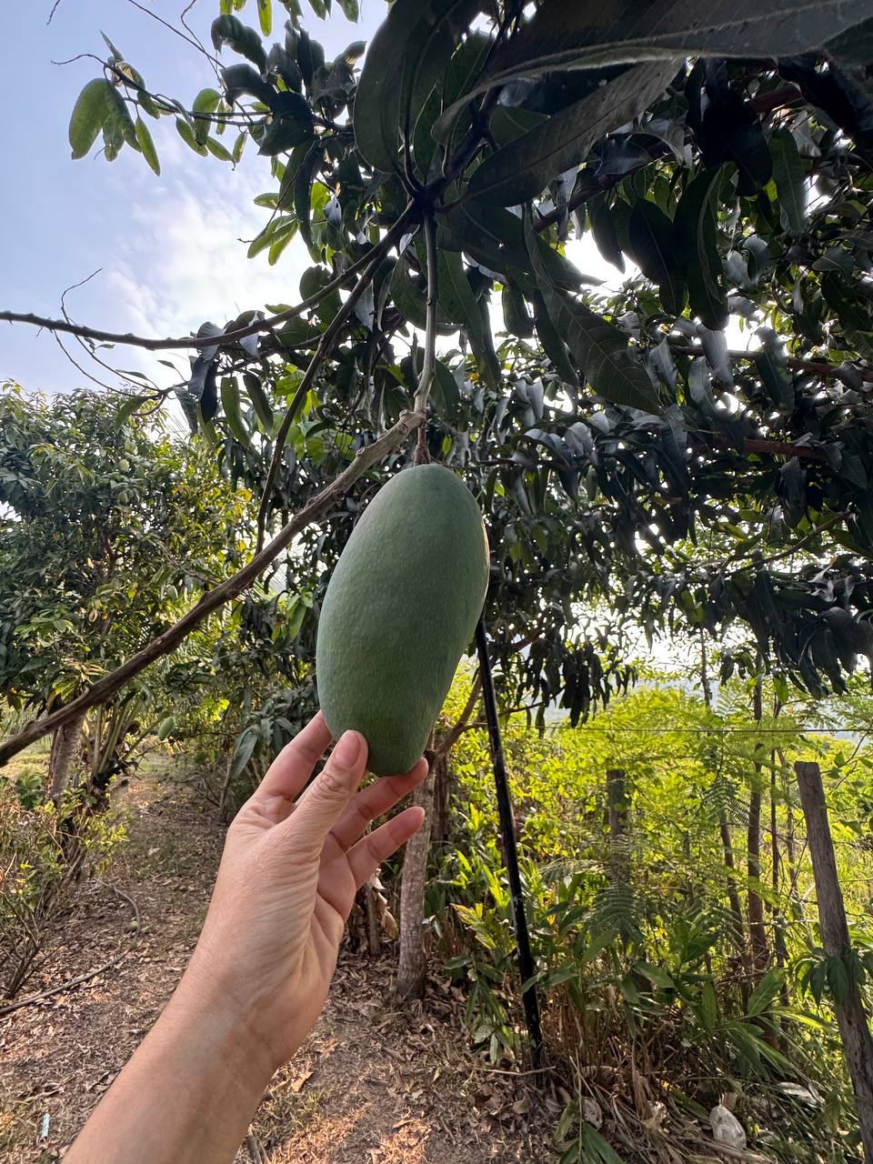 Mangoes on the trees
