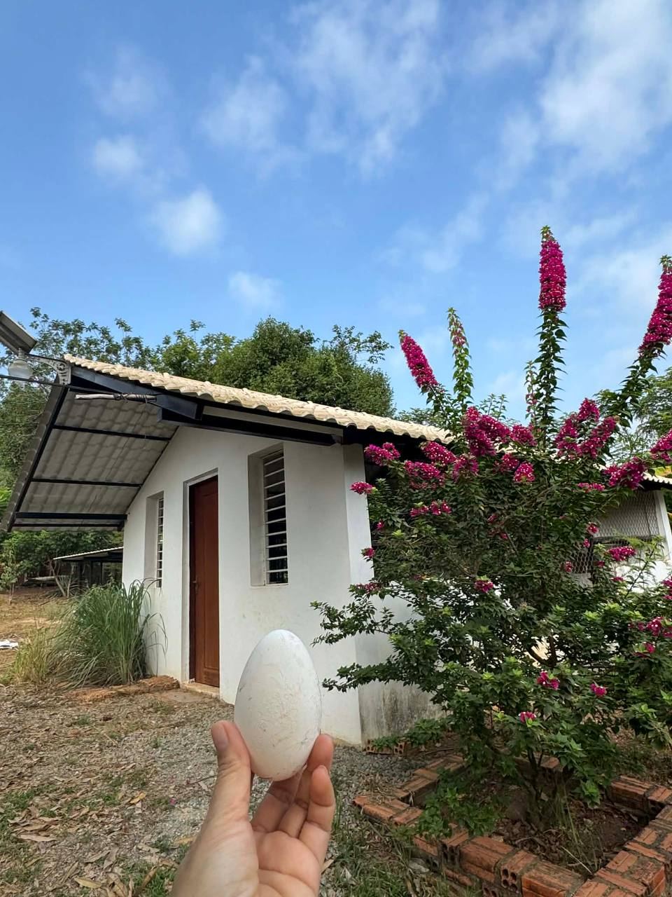 Farm house with bougainvillea in bloom