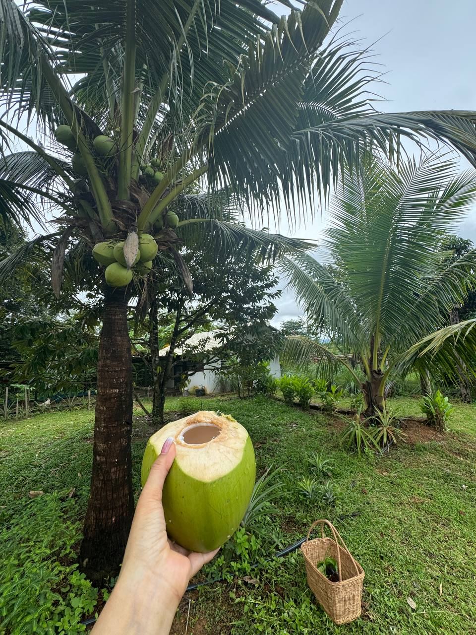 Fresh coconut under the palms