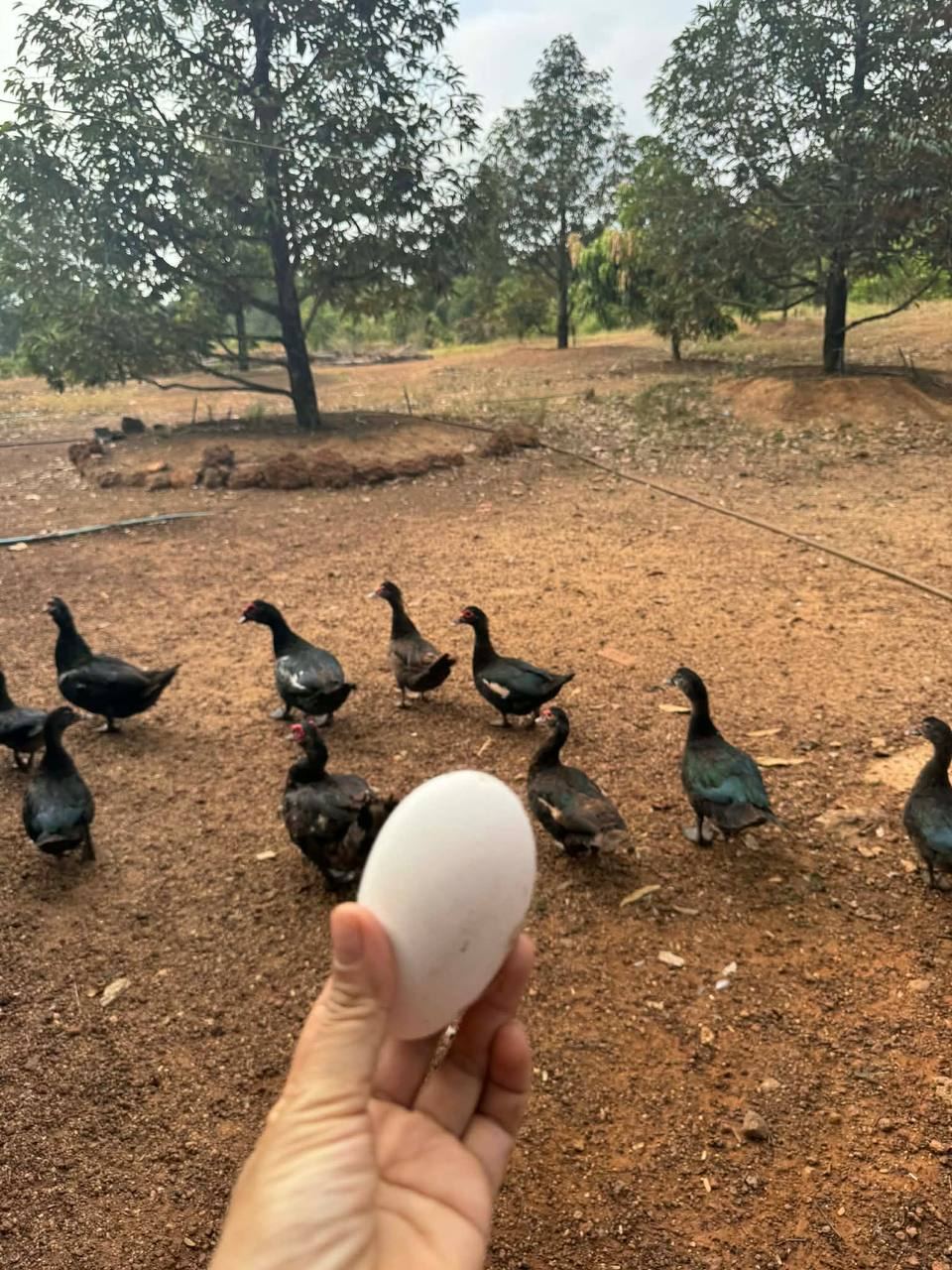A fresh duck egg from the grounds